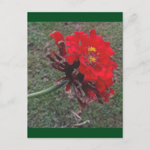 The Zinnia Postcard