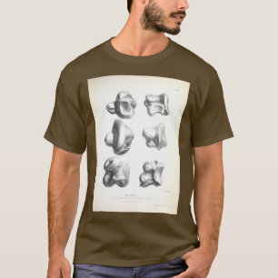 The Zoology of the Voyage of HMS Beagle 1840 Fossi T-Shirt