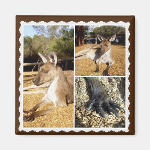 Thee Kangaroo Picture Collage, Magnet