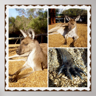 Thee Kangaroo Picture Collage, Poster