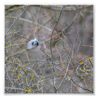 Theft of the blue mesange photo print