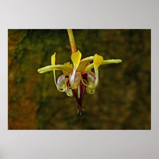 Theobroma Cacao Tree Flower Poster (Front)