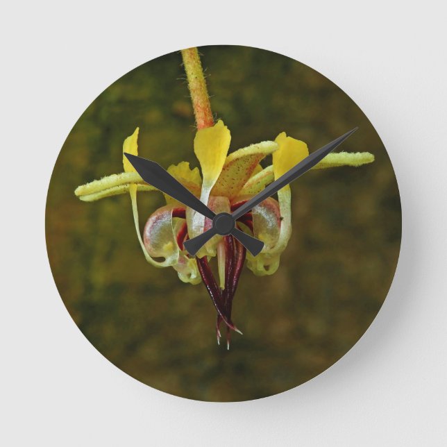 Theobroma Cacao Tree Flower Round Clock (Front)