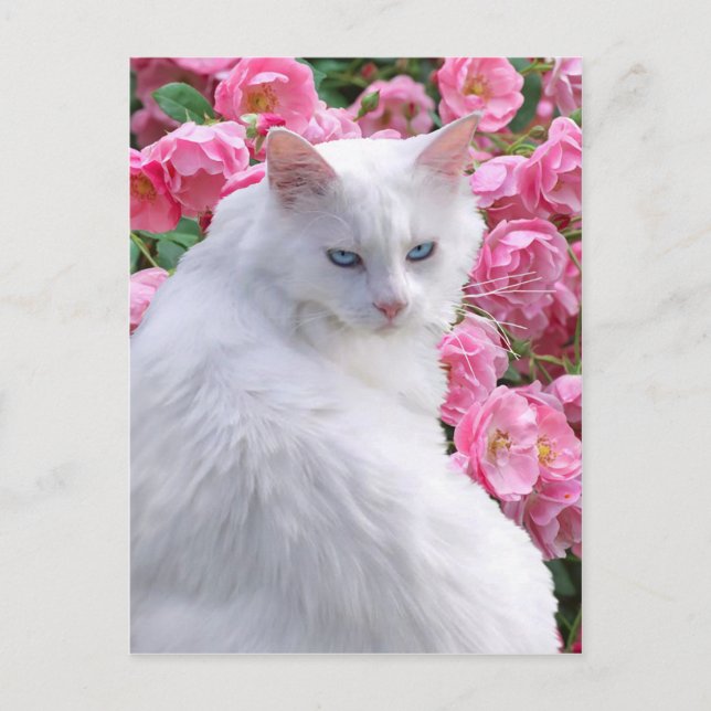 "Theodora" Postcard (Front)