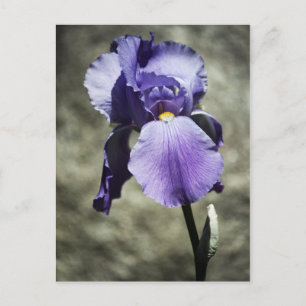 There is Beauty Postcard