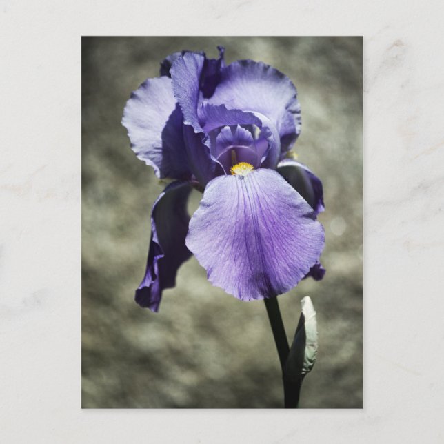 There is Beauty Postcard (Front)