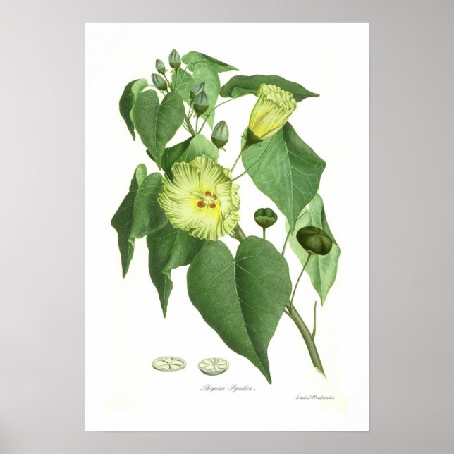 Thespesia populnea poster (Front)