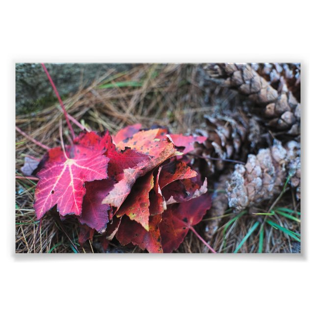 They All Fall  Photo Print (Front)