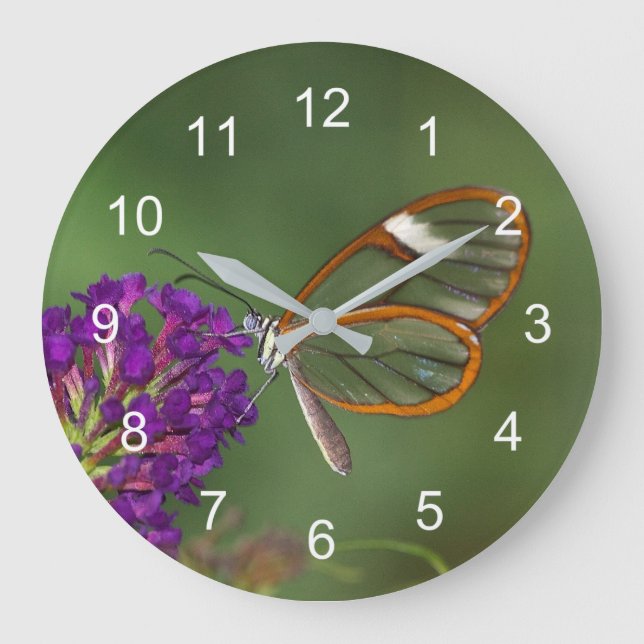 They call me clear-wing large clock (Front)