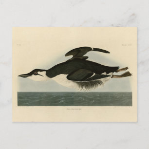 Thick-billed Murre - Audubon's Birds of America Postcard