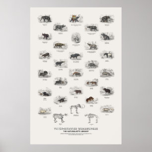 Thick-Skinned Quadrupeds - Naturalist's Library Poster