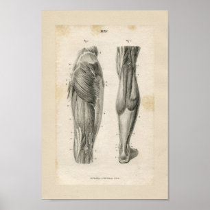 Thigh Leg Muscles Vintage Anatomy Print