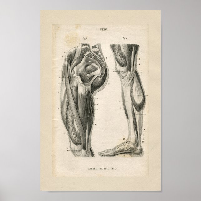 Thigh Leg Muscles Vintage Anatomy Print (Front)