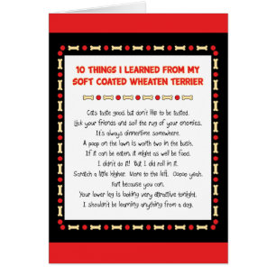 Things I Learned From Soft Coated Wheaten Terrier
