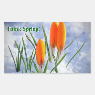 Think Spring! Crocus Flower Pushing Thru Snow Rectangular Sticker