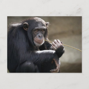 Thinking About Monkeying Around Postcard
