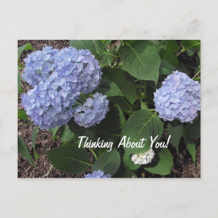 Thinking About You Hibiscus  Purple Flowers Postcard