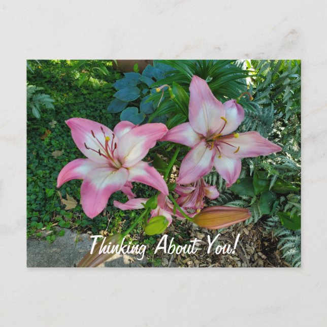 Thinking About You Pretty Pink Lilies Postcard (Front)