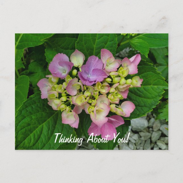 Thinking About You Pretty Pink Purple Flowers Postcard (Front)