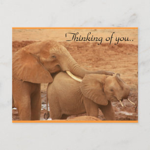 Thinking Of You African Elephants Postcard