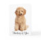 Thinking of You Apricot Poodle Puppy Dog Card