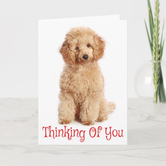Thinking of You Apricot Poodle Puppy Dog Card (Front)