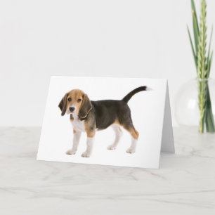 Thinking of You Beagle Puppy Dog Card