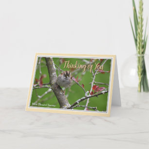 Thinking of you Beautiful Bird Greeting Card