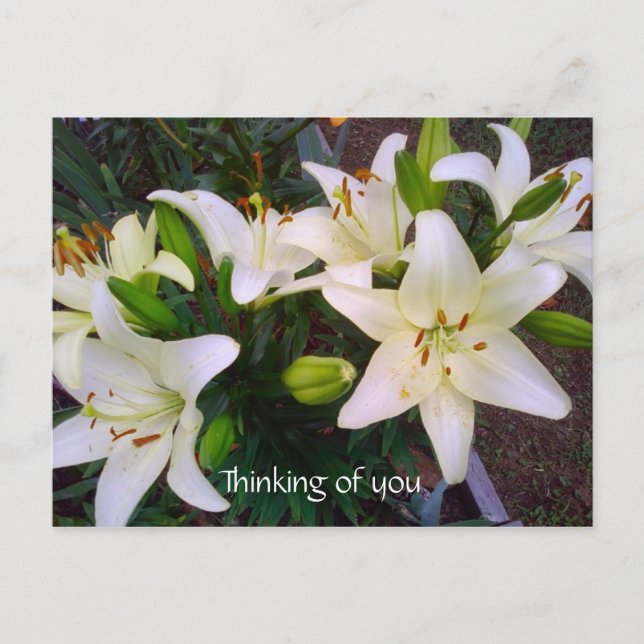 "Thinking of you" Beautiful White Lily Postcard (Front)