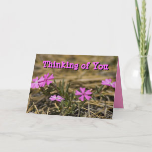 Thinking of You Blank Inside Pink Phlox Wildflower Card