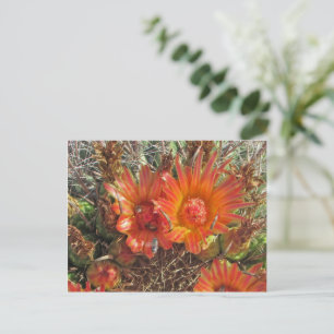 Thinking of You Bright Orange Cactus Flower Photo Postcard
