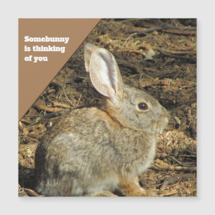 Thinking of You Brown Bunny Photo Nature Animal