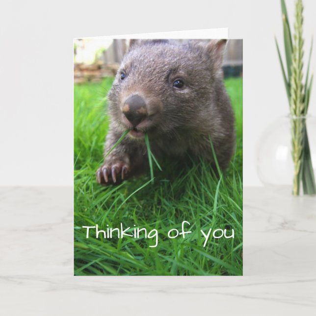 Thinking of you card! Cute wombat, wildlife card (Front)