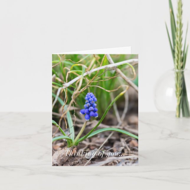 Thinking Of You Card - Lonely Grape Hyacinth (Front)