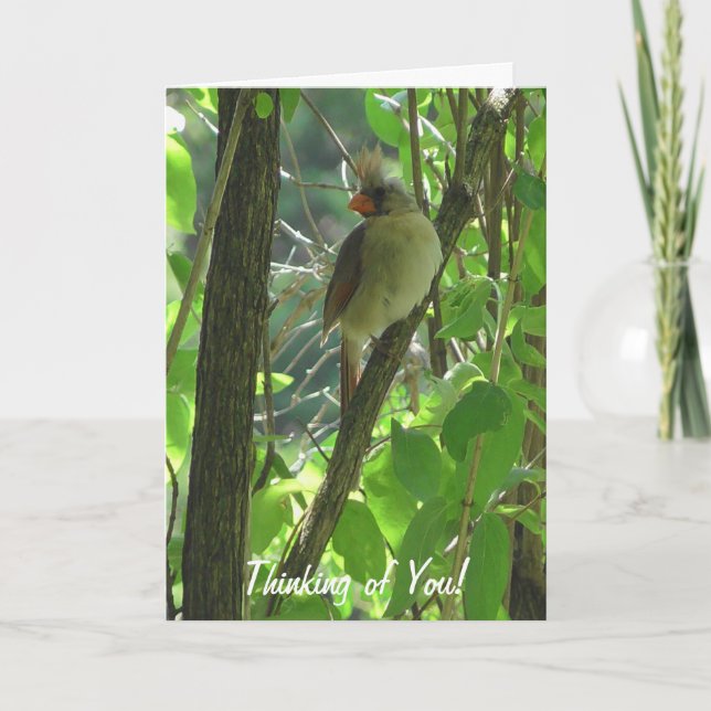 Thinking of You Cardinal on Branch Card (Front)
