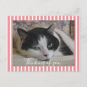 Thinking of You Cat Photo Postcard