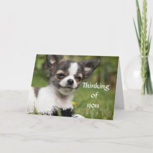 Thinking Of You Chihuahua Card