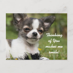 Thinking Of You Chihuahua Postcard