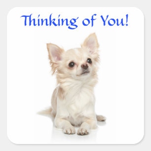 Thinking of You Chihuahua Puppy Sticker
