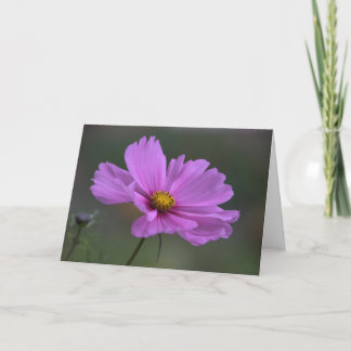 Thinking of You - Cosmos flower Card