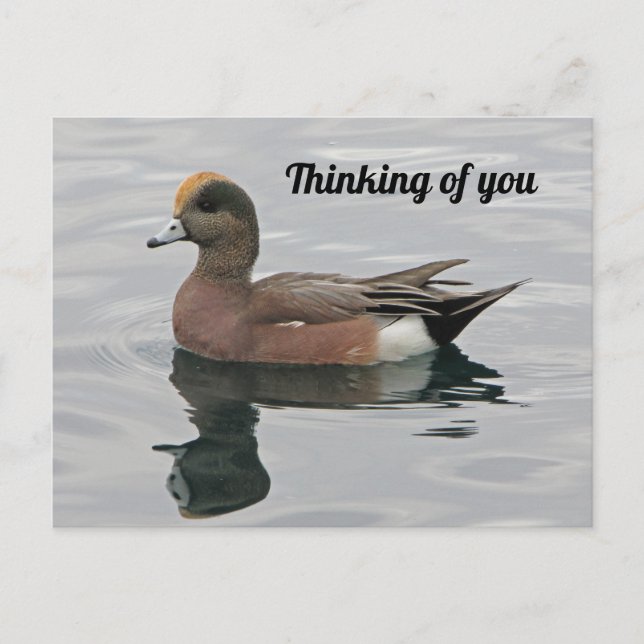 Thinking of You Duck Photo Wigeon Calm Lake Postcard (Front)