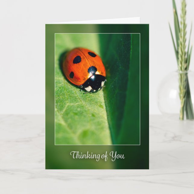 Thinking of You For Anyone Lady Bug Photograph  Holiday Card (Front)