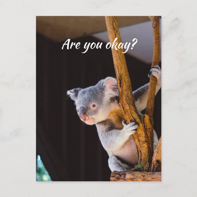 Thinking of You Fun Koala Let Me know You're okay Postcard (Front)