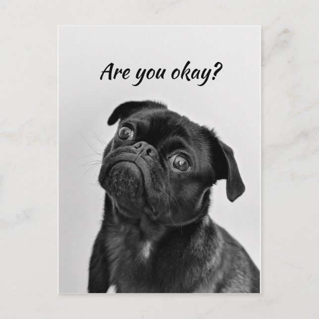Thinking of You Funny Dog  Let Me know You're okay Postcard (Front)