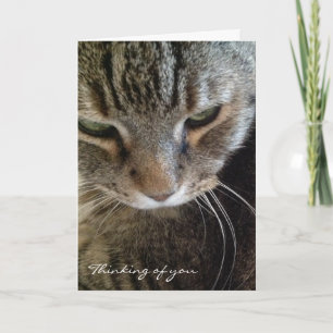 Thinking of You Funny Tabby Cat Card