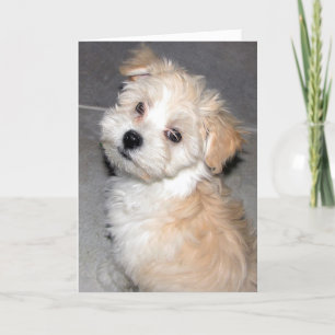 Thinking of You - Havanese Rescue pup Card