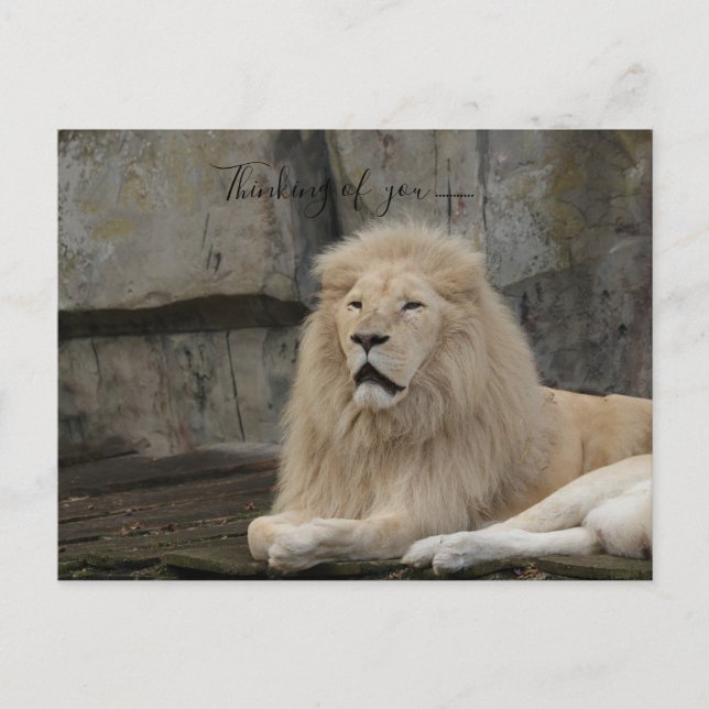 thinking of you lion love  postcard (Front)
