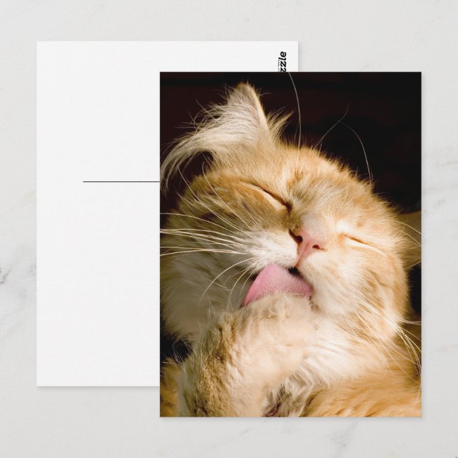 Thinking Of You Maine Coon Close-Up Photo Postcard (Front/Back)