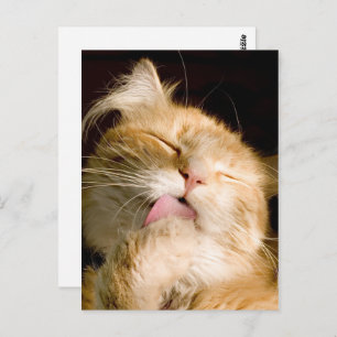 Thinking Of You Maine Coon Close-Up Photo Postcard
