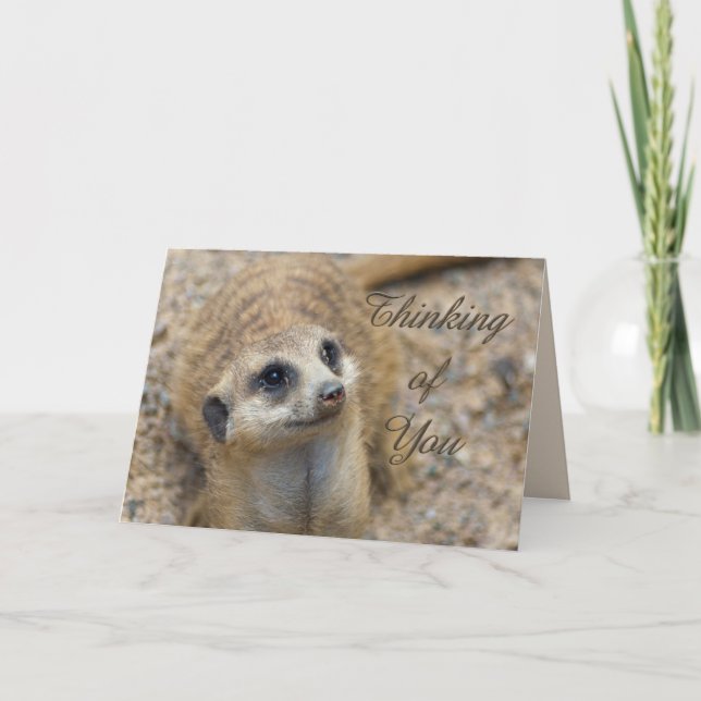 Thinking Of You Meerkat Card (Front)